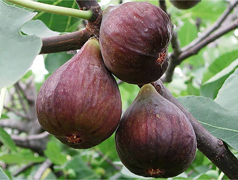 انجیر ویون