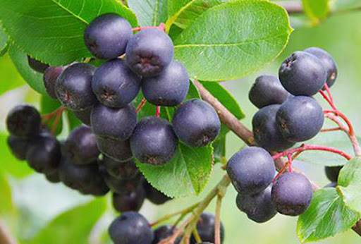 میوه آکای بری  ویون
