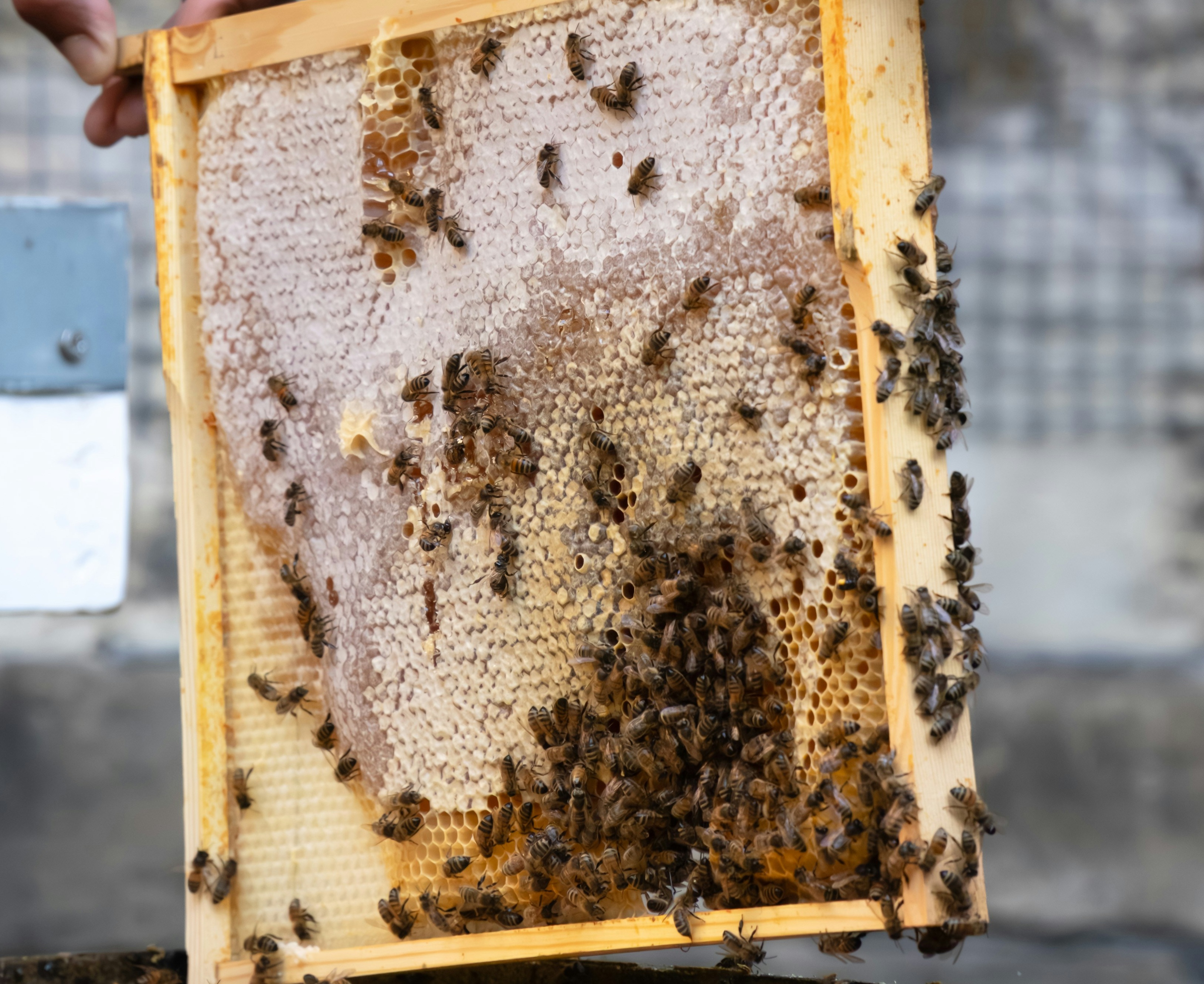 عسل طبیعی کوهستان ویون