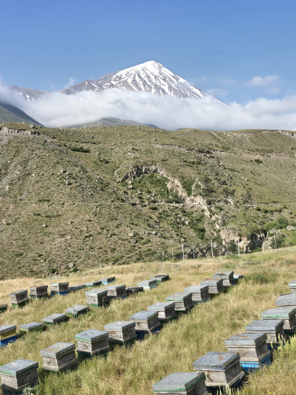 عسل طبیعی کوهستان ویون