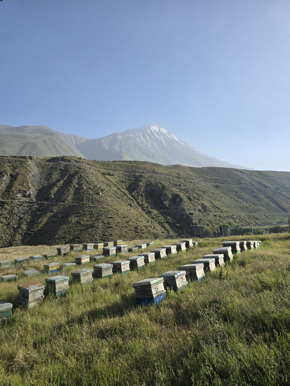 عسل طبیعی کوهستان ویون