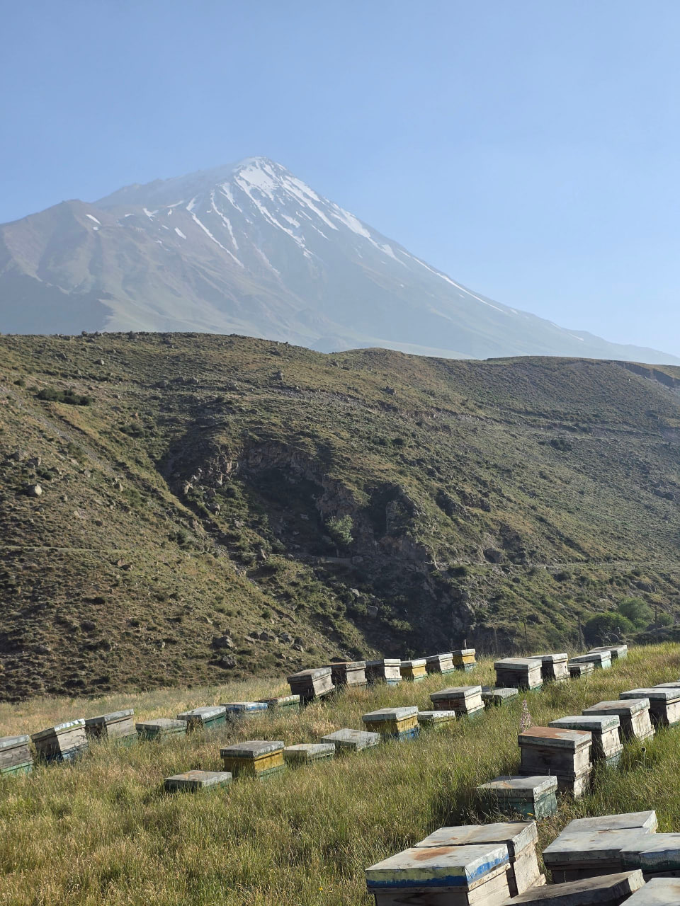 عسل طبیعی کوهستان ویون